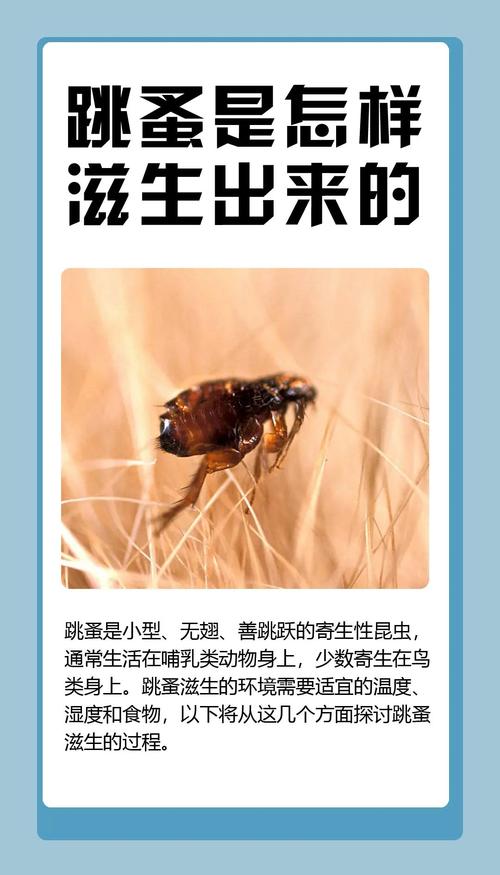 跳蚤的危害有哪些？跳蚤防治方法你知道嗎？