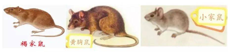 世界害蟲日來襲！宅區如何有效防鼠害？