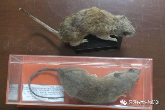 四種方法讓家里再也沒有老鼠！褐家鼠危害與防治全知道