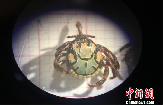 廣東云浮口岸驚現！首次截獲有害生物希伯來花蜱(圖)